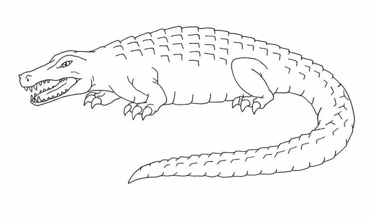 Детские раскраски крокодил