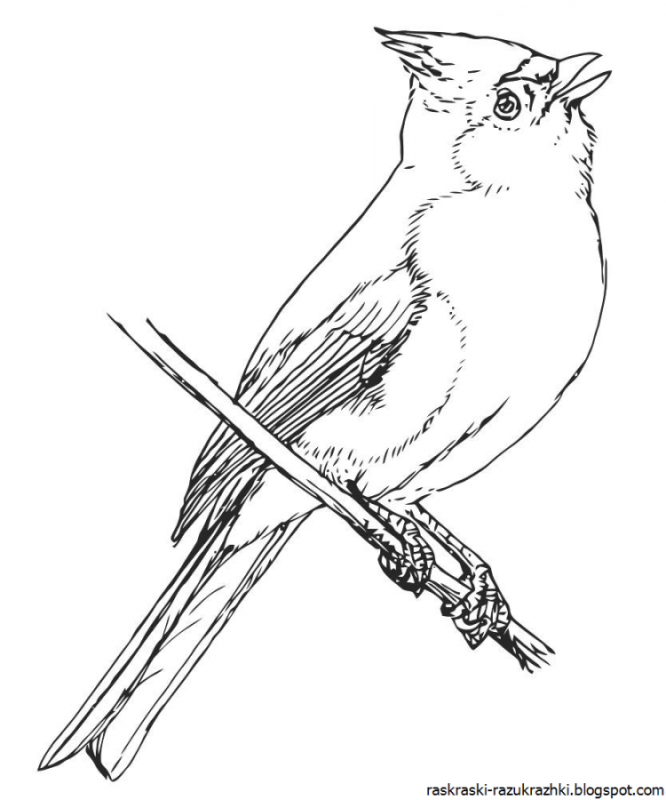Синица раскраска для детей