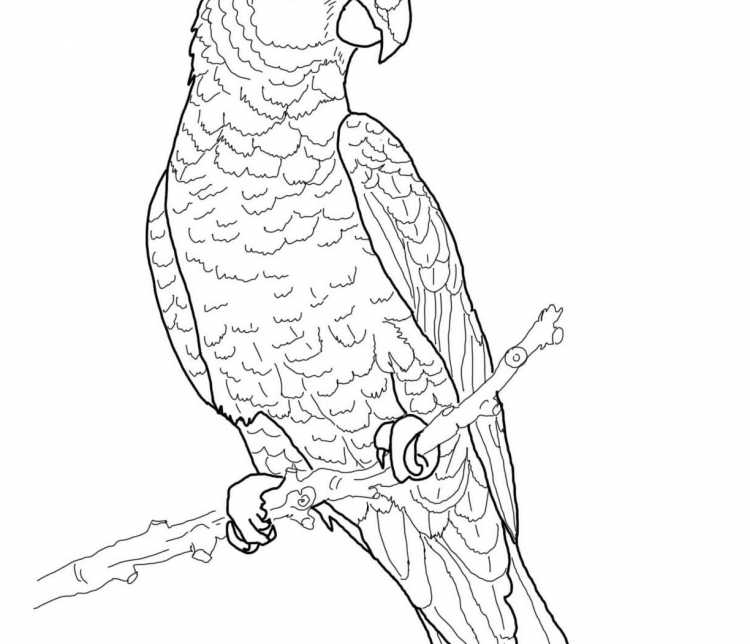 Попугай ара раскраска для детей