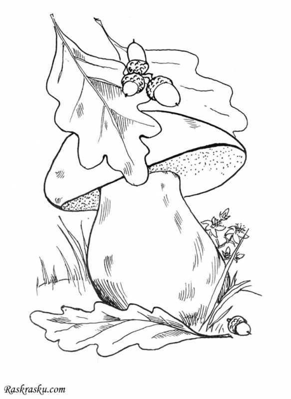 Гриб вешенка раскраска