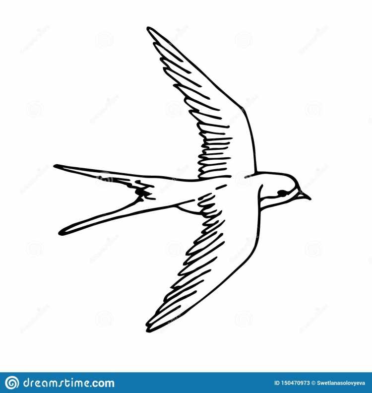 Ласточка раскраска