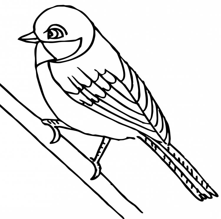 Птичка синичка раскраска