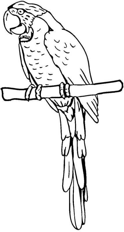 Раскраска попугай