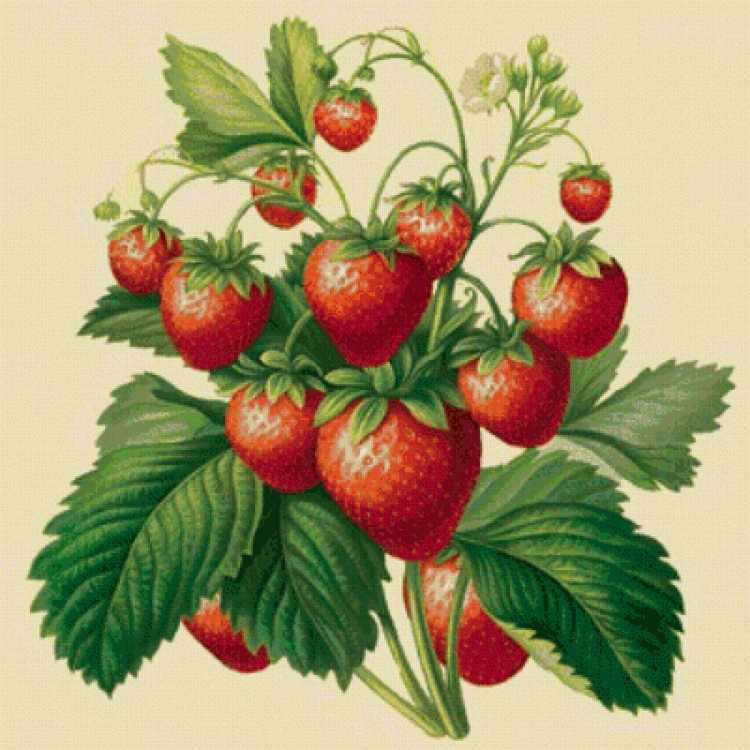 Раскраска "ягоды"