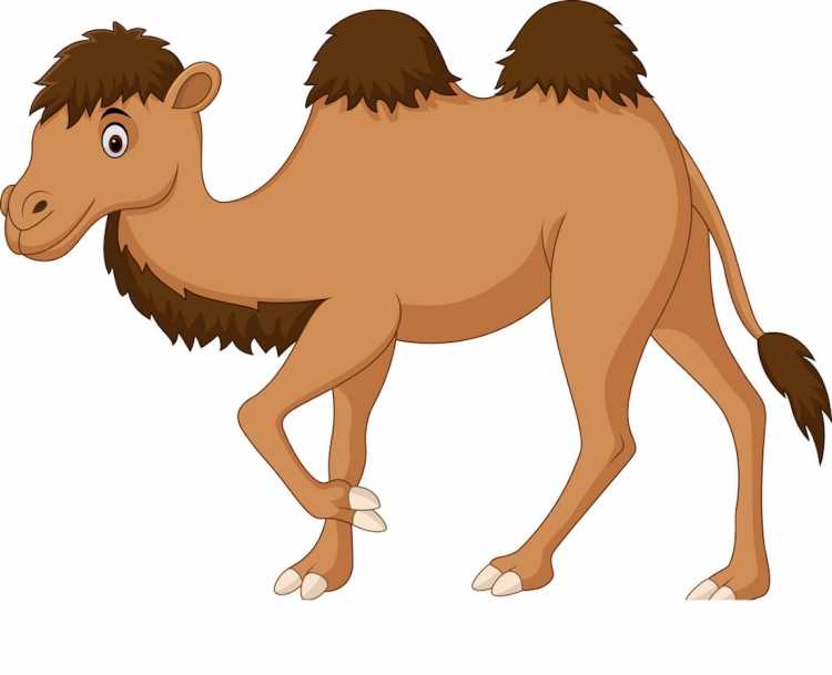 Верблюд раскраска узорами