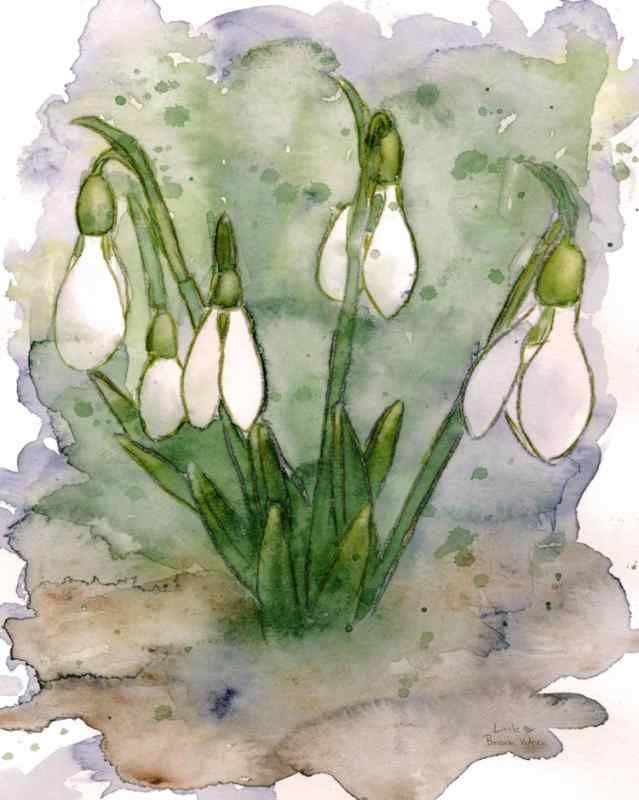 Подснежник рисунок карандашом