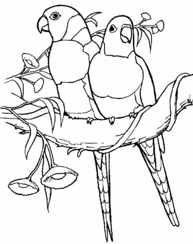 Детский рисунок попугая карандашом