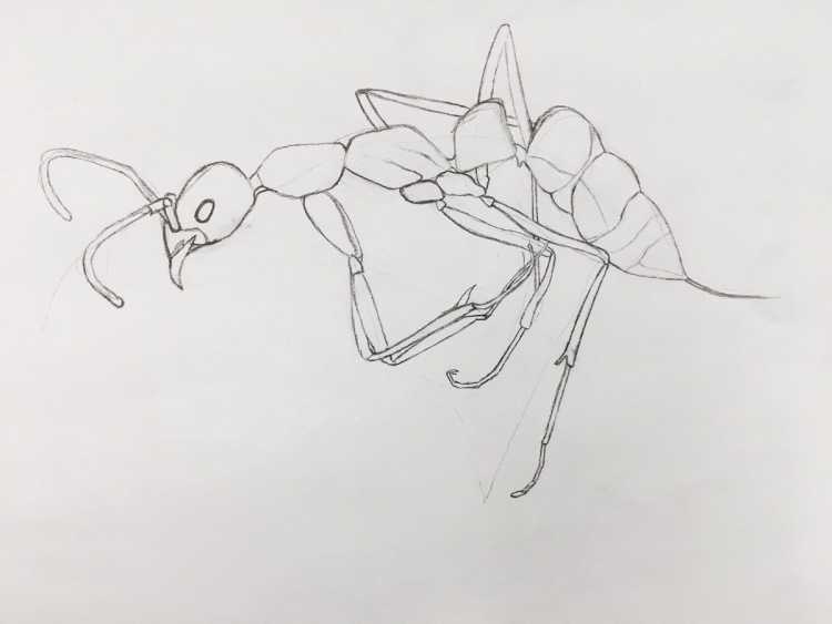 Муравей рисунок