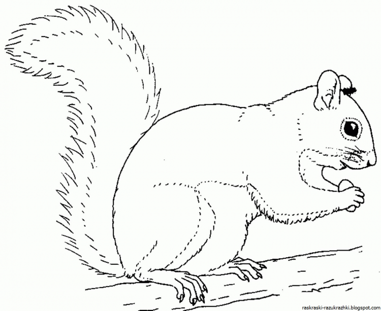 Раскраски для малышей