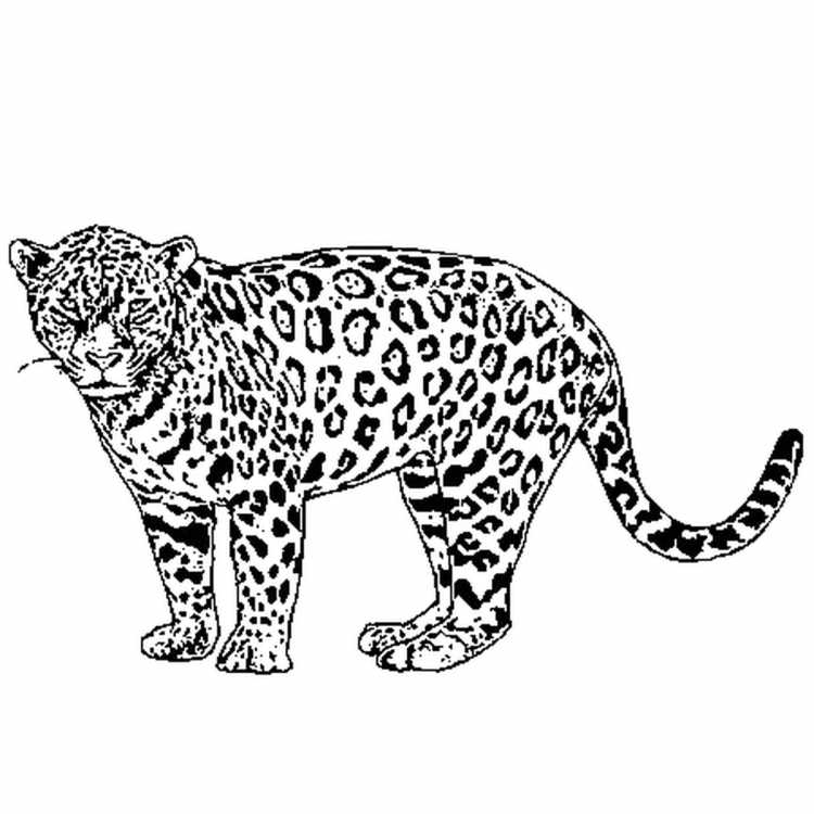 Раскраска леопард