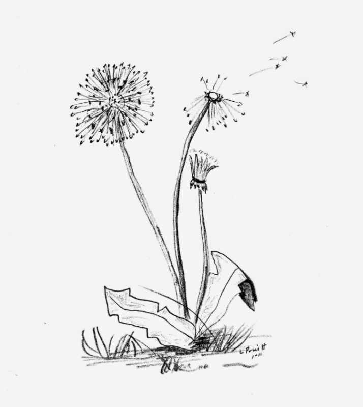 Стилизированные цветы