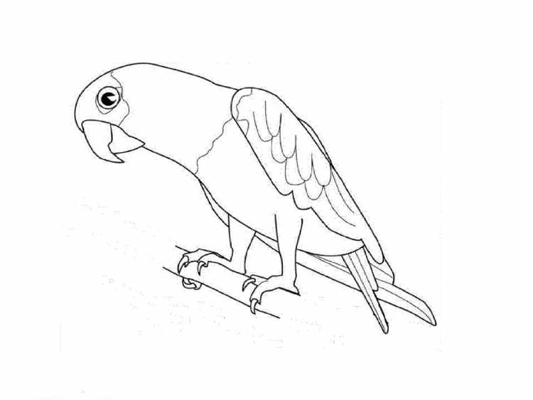 Раскраска попугай корелла