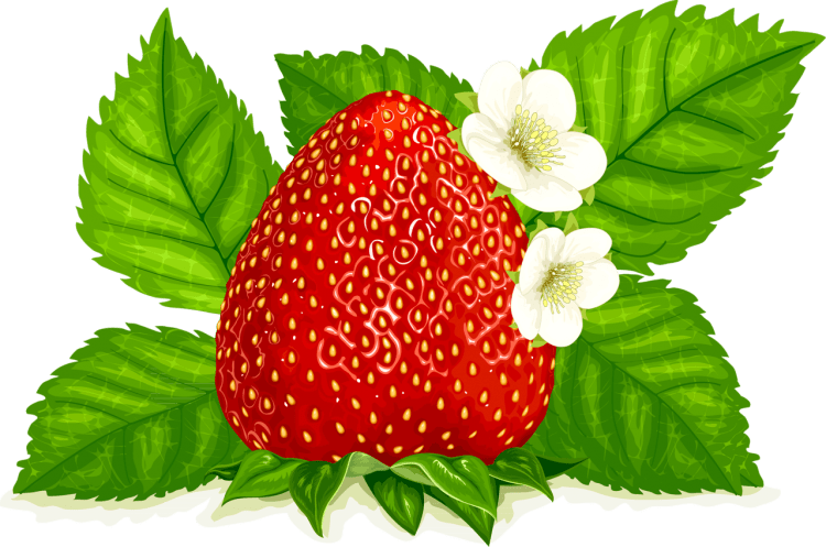 Клубника ягода вектор