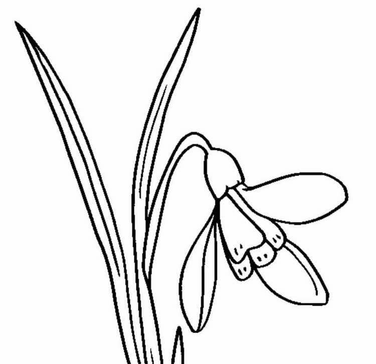 Подснежник раскраска