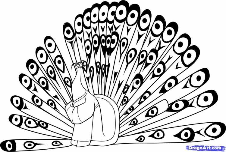 Павлин. Раскраска