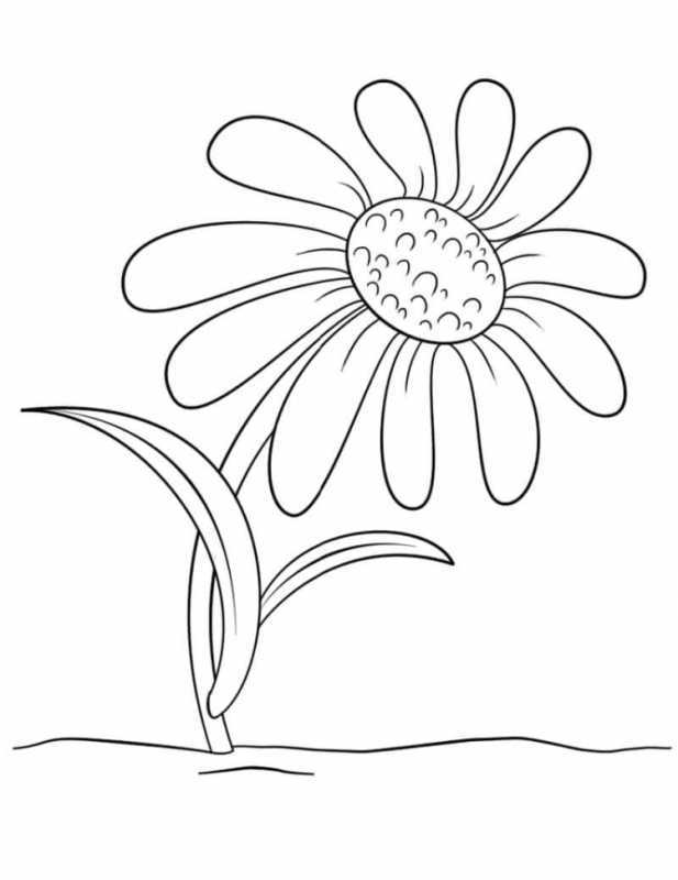 Ромашка раскраска