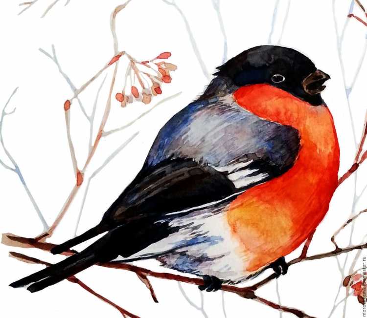 Снегирь на еловой ветке раскраска