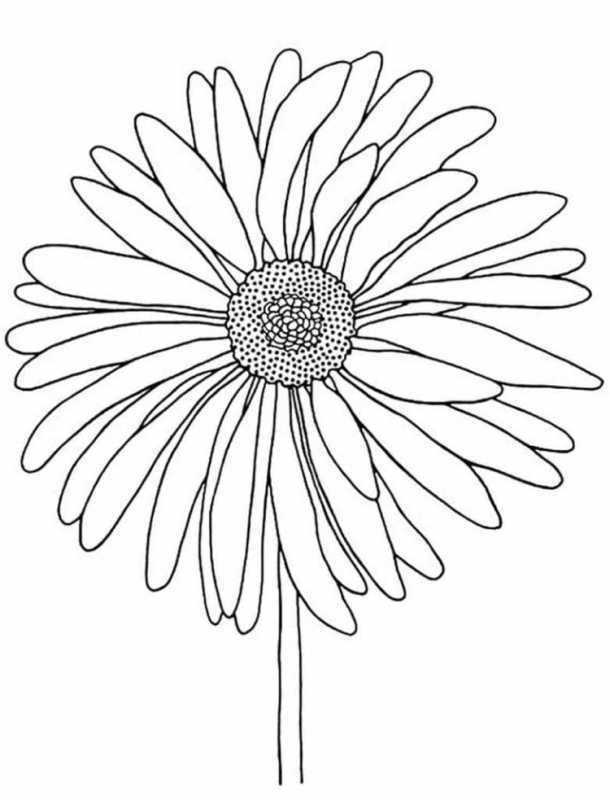 Раскраска лепесток ромашки