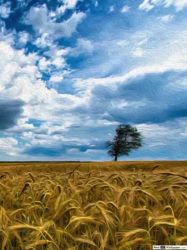 Пшеничное поле