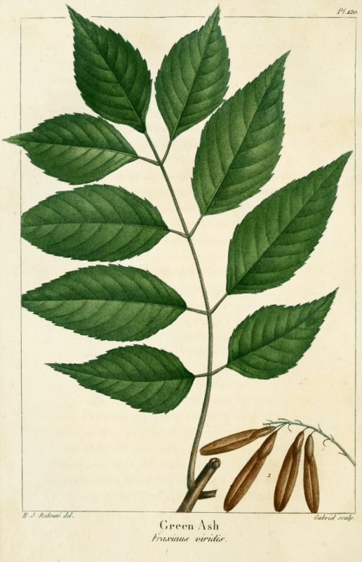Ясень маньчжурский - Fraxinus mandshurica Rupr.