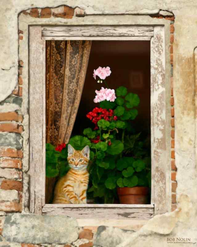 Кот на окне