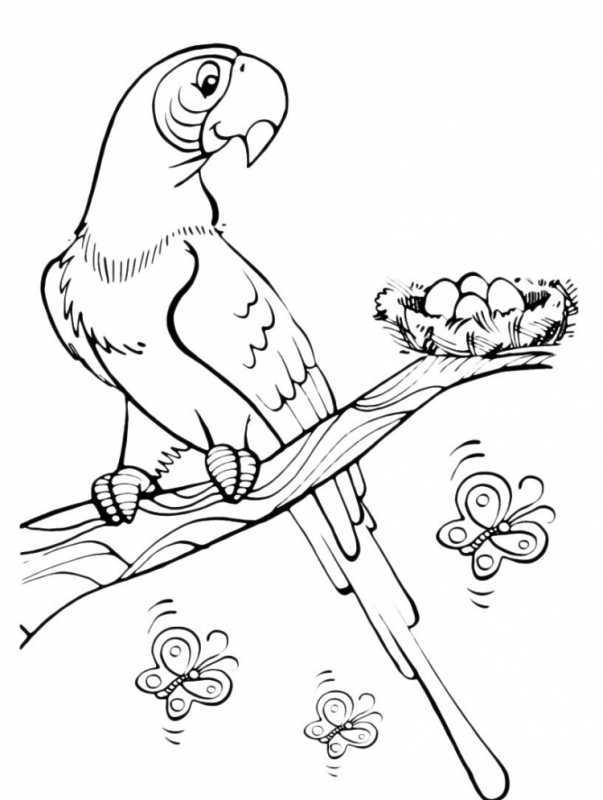 Раскраска попугай