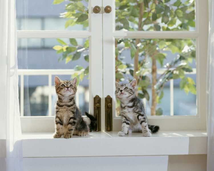 Котик на подоконнике