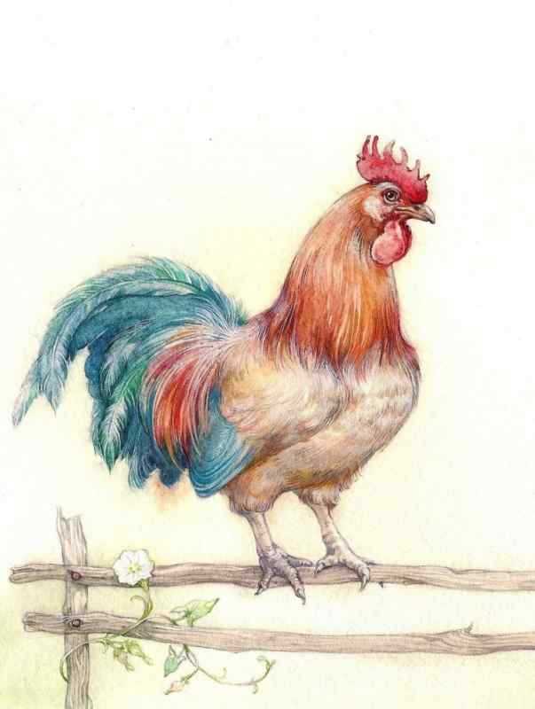 Петух цветными карандашами