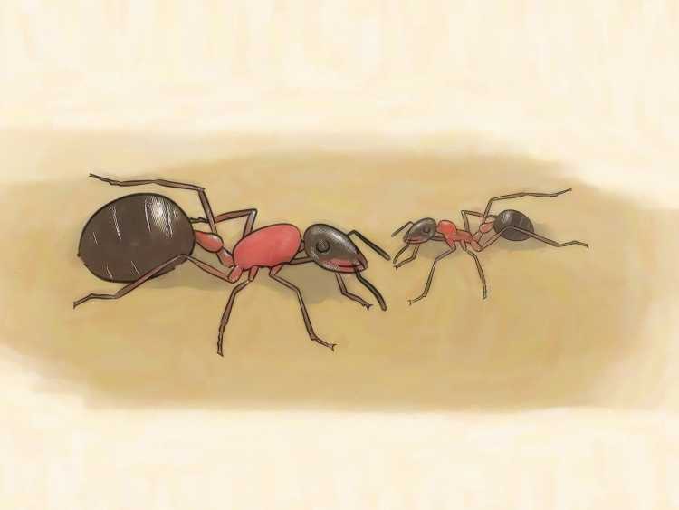 Муравей детский рисунок