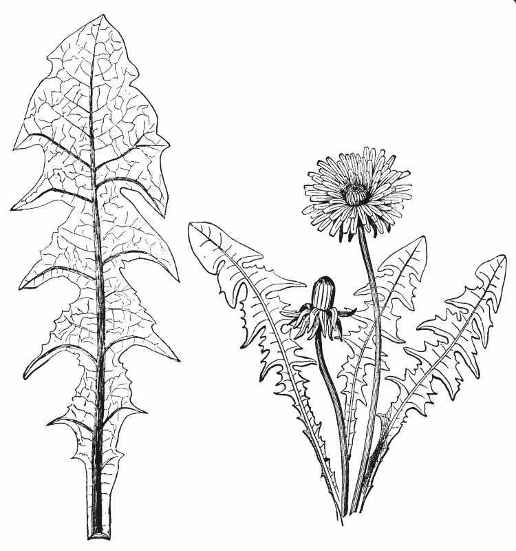 Листья одуванчика раскраска