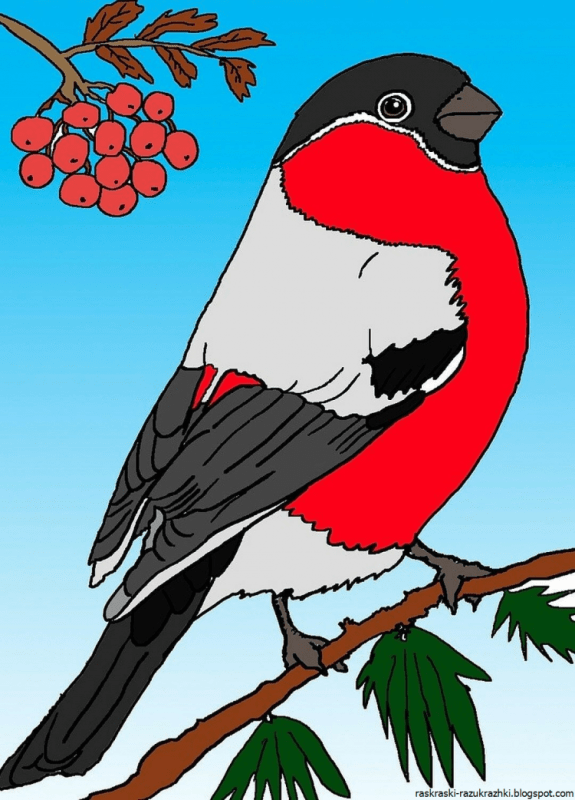 Схема рисования снегиря