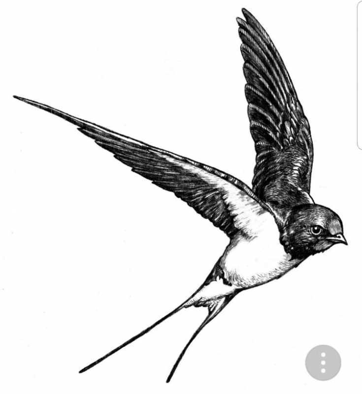 Деревенская Ласточка