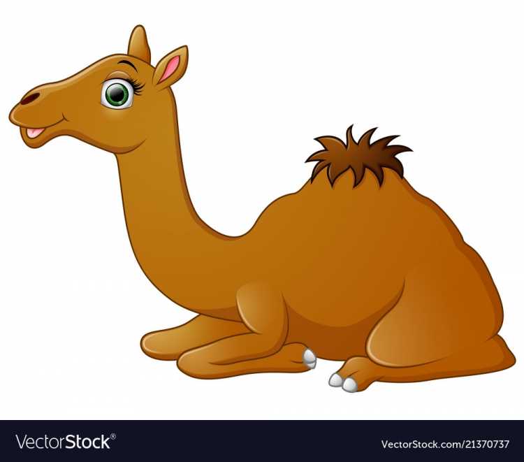 Верблюд и Кактус