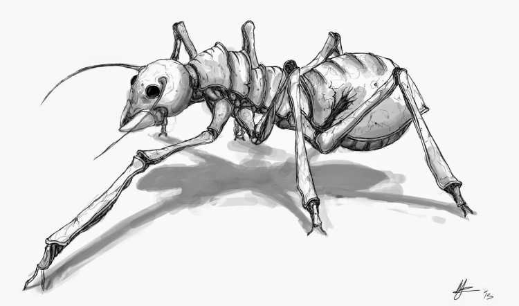 Муравей раскраска