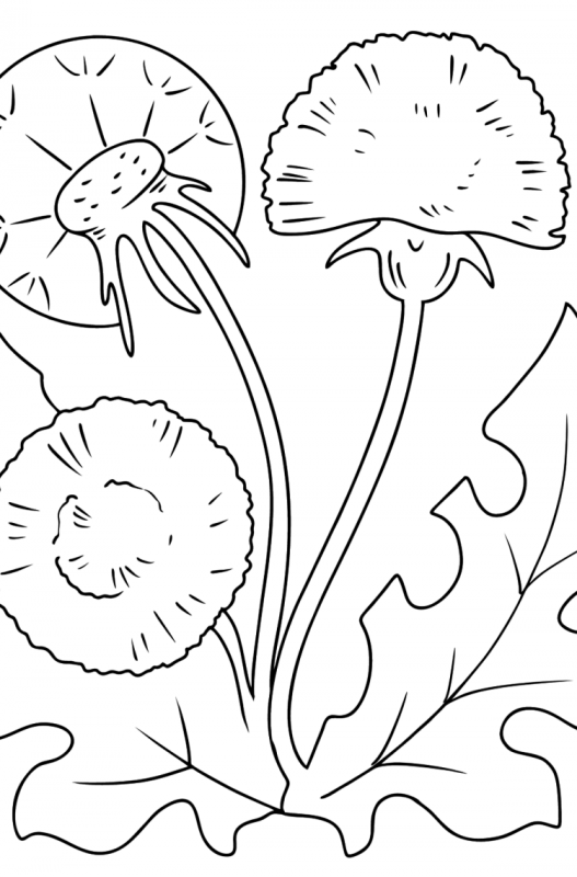 Раскраски антистресс одуванчики