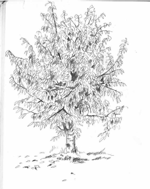 Береза в графике