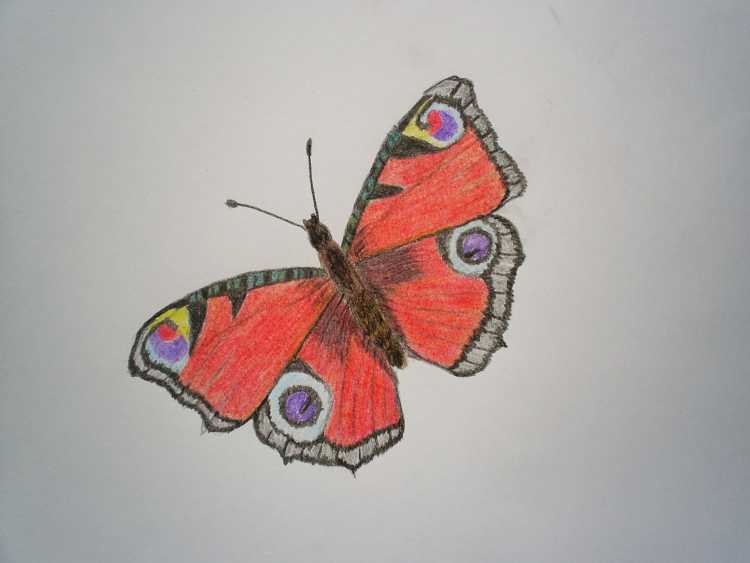 Бабочка павлиний глаз рисунок