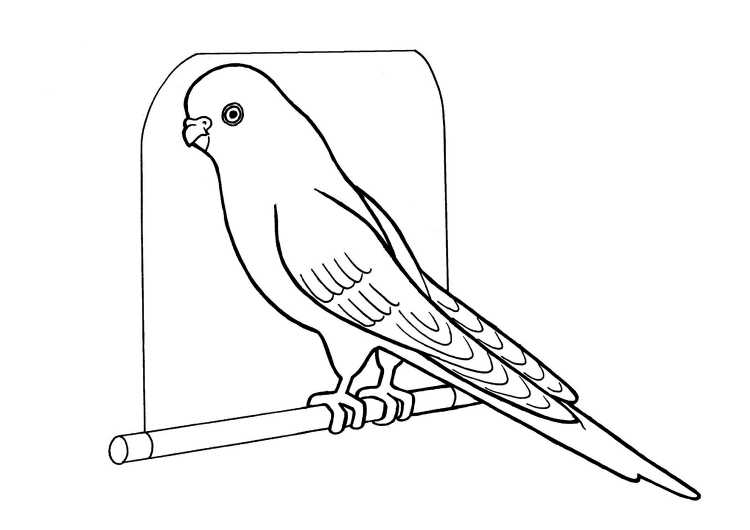 Попугай жако раскраска