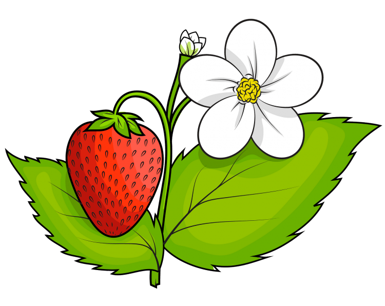 Земляника мультяшный