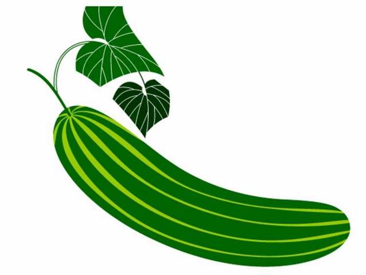 Рисунок огурцов