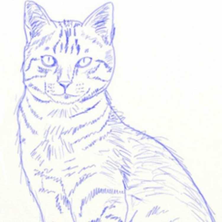 Кот сидит рисунок