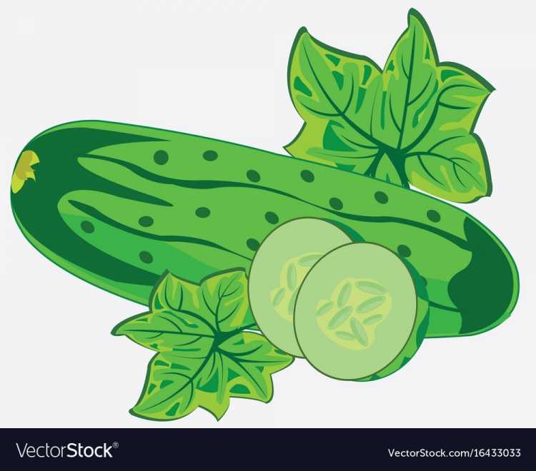 Куст огурец вектор