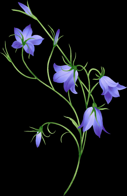 Раскраска колокольчик цветок