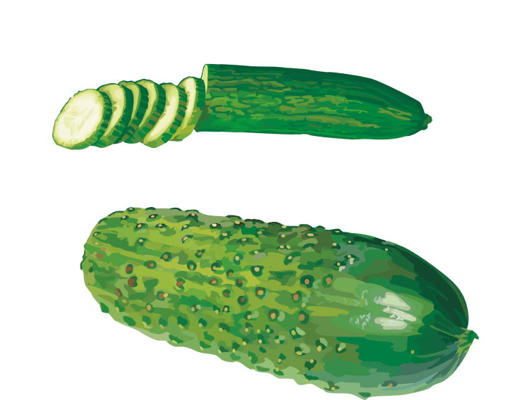 Огурец иллюстрация