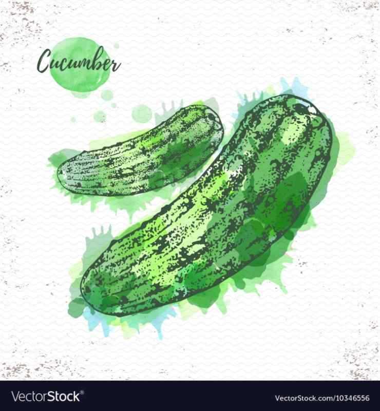 Рисование акварелью огурец