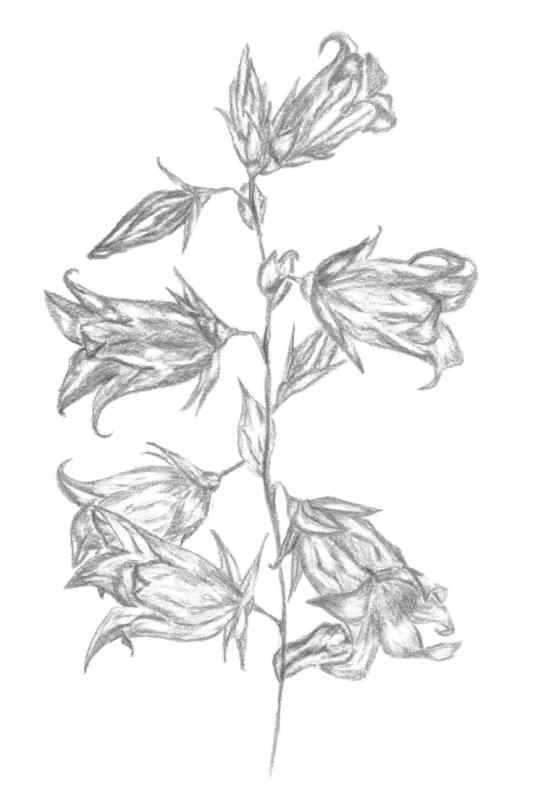 Колокольчики цветы акварелью