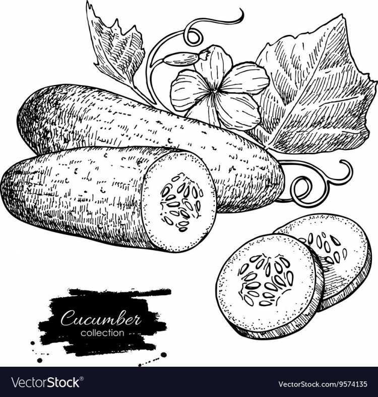 Огурец Графика