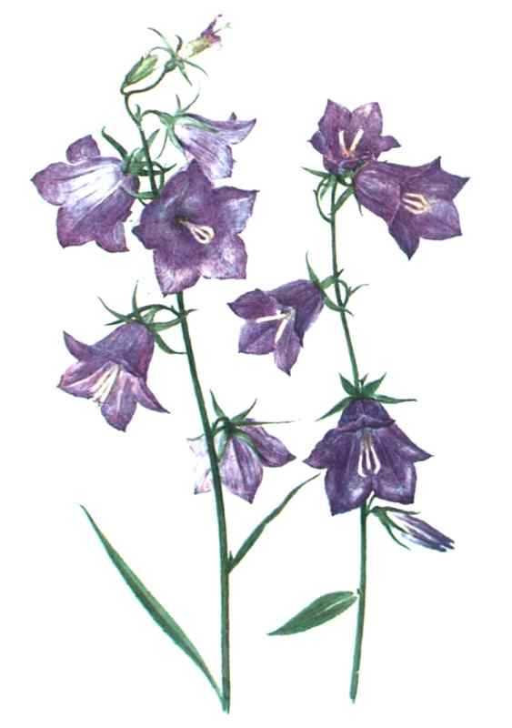 Колокольчики цветными карандашами