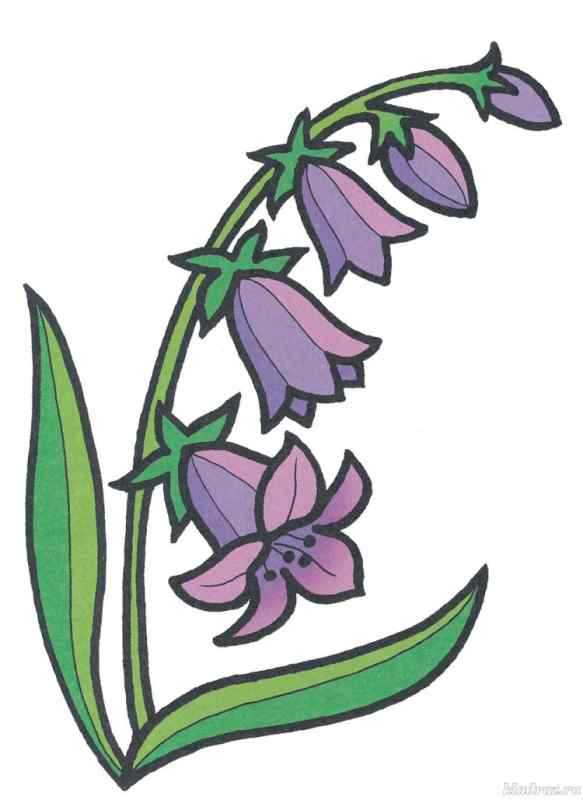 Колокольчик круглолистный