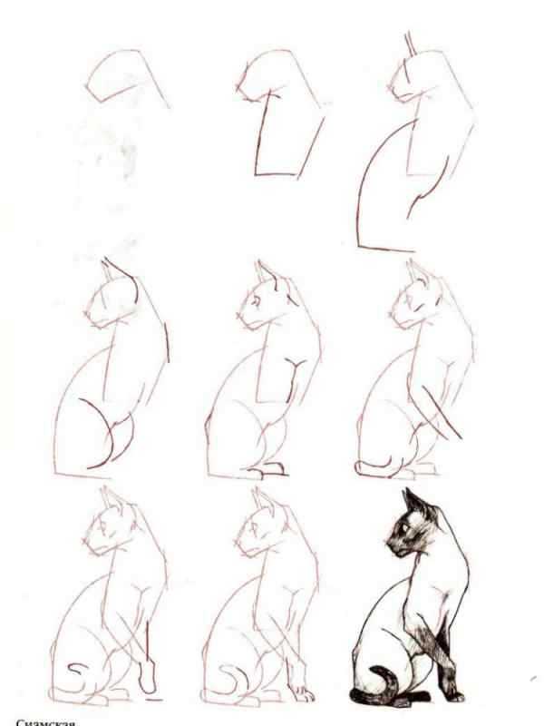Поэтапное рисование кошки